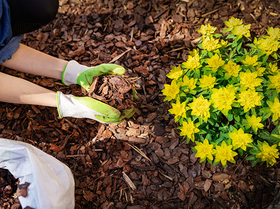 Acolchados para proteger las plantas del calor (y del frío)